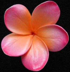 Real Touch California Citrus Plumeria