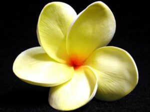 Real Touch Lemon Lime Plumeria