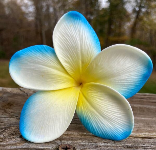 Real Touch Plumeria Flowers Box - Image 7
