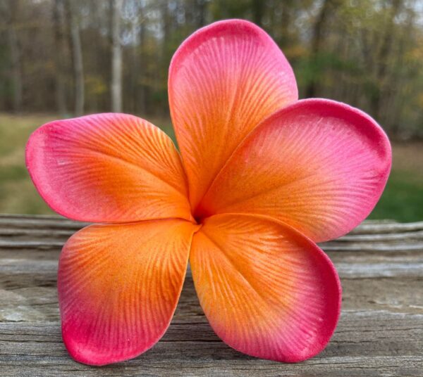 Real Touch Plumeria Flowers Box - Image 6