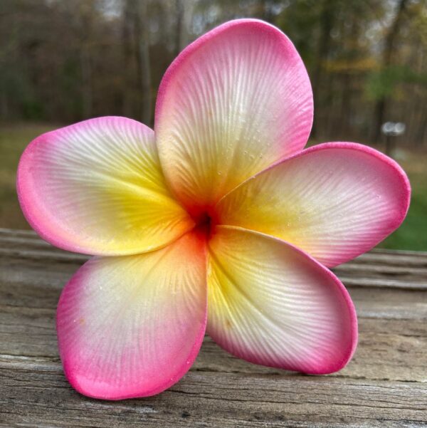 Real Touch Plumeria Flowers Box - Image 4